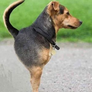 Meet your Posher, Zetwal klere